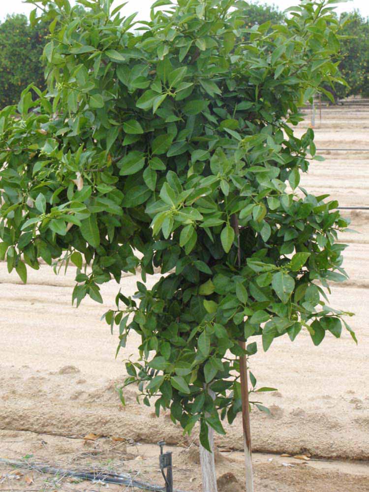              Habit (Riverside, CA)       